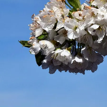 Casa Galoppa アパート *