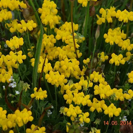 Casa Galoppa アパート トレビ