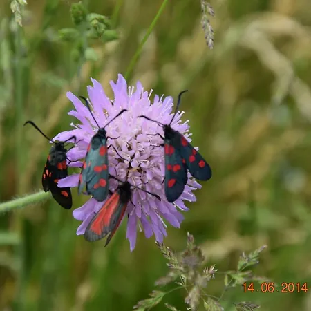 公寓 Casa Galoppa *