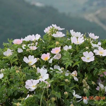 Casa Galoppa トレビ