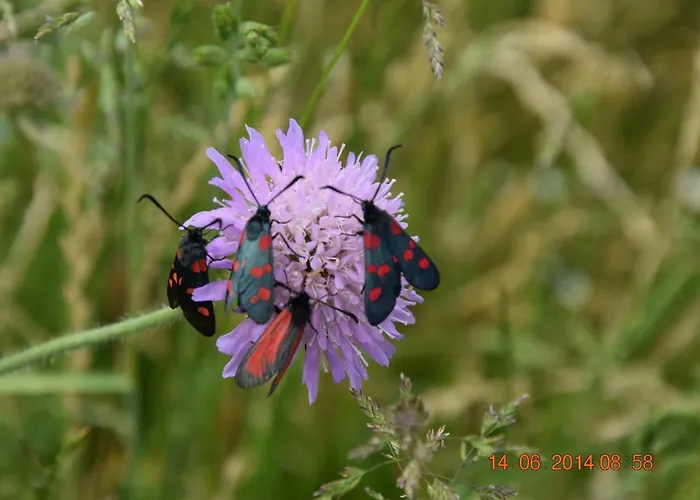 Apartment Casa Galoppa *