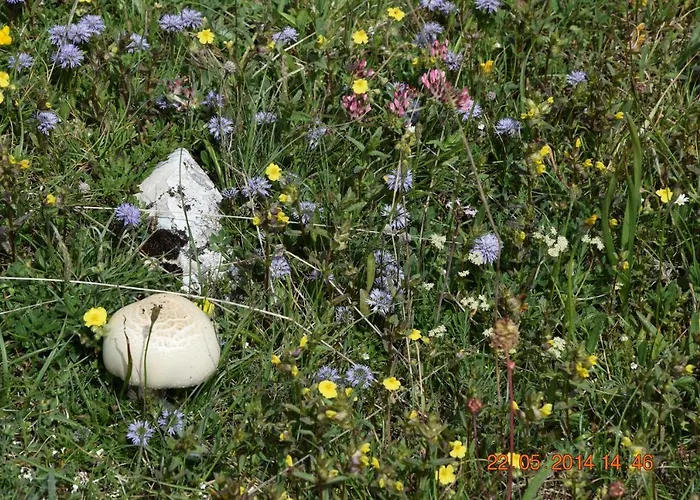 Apartment Casa Galoppa